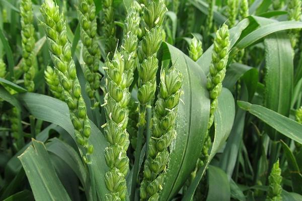 优质小麦领跑农业产业化高质量崛起