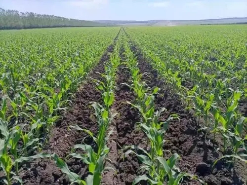 七大玉米追肥关键点推动玉米高产